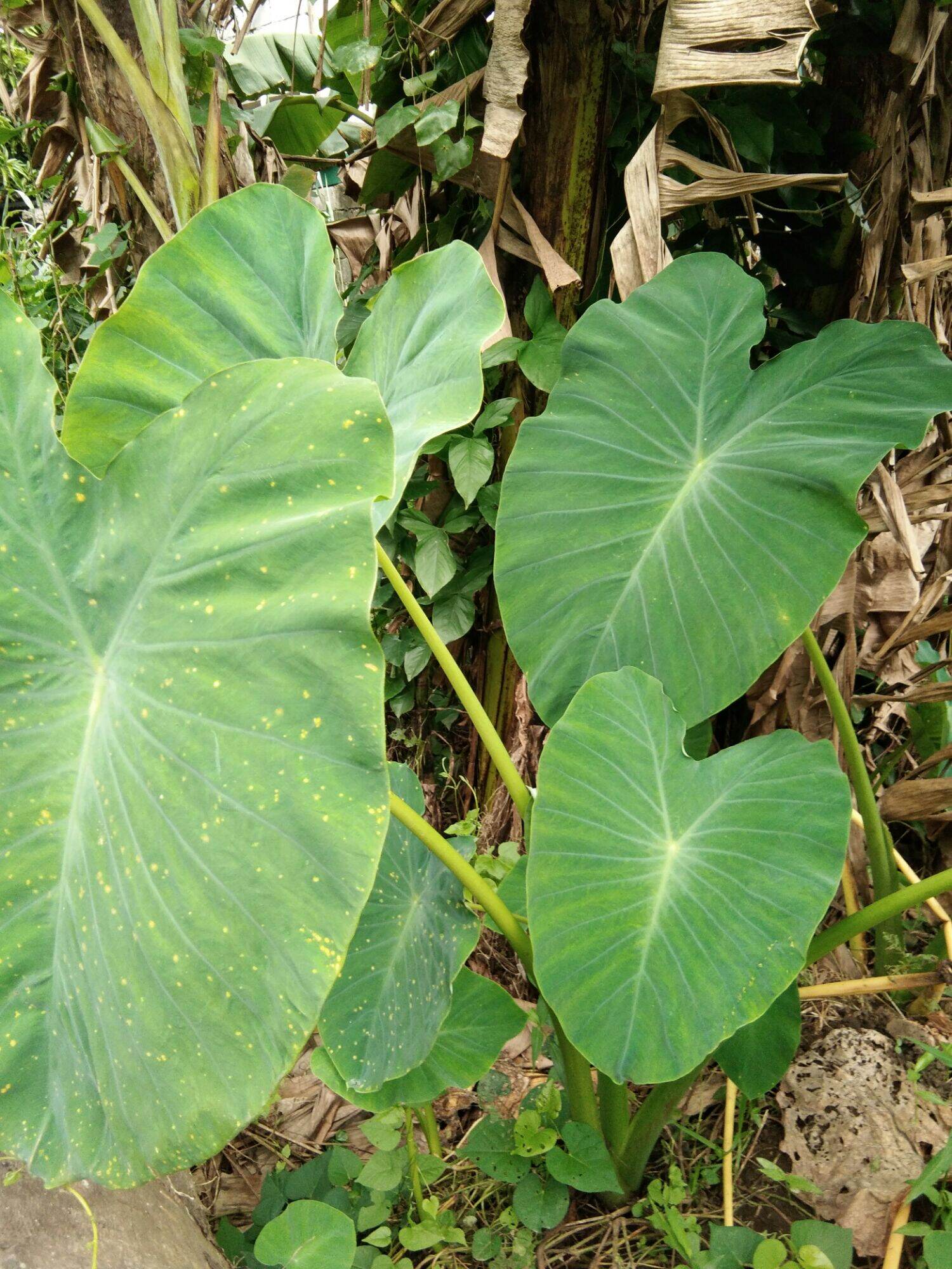 Ibat Ibang Uri Ng Halamang Gabi Gabi O Caladium Plant