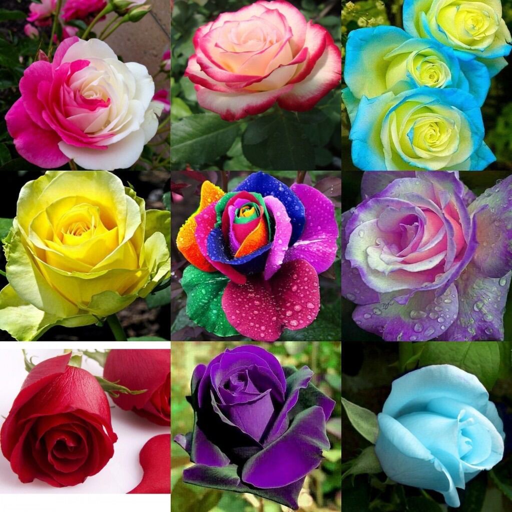 Holland Rainbow Rose Seeds - Rare and Gorgeous Varieties