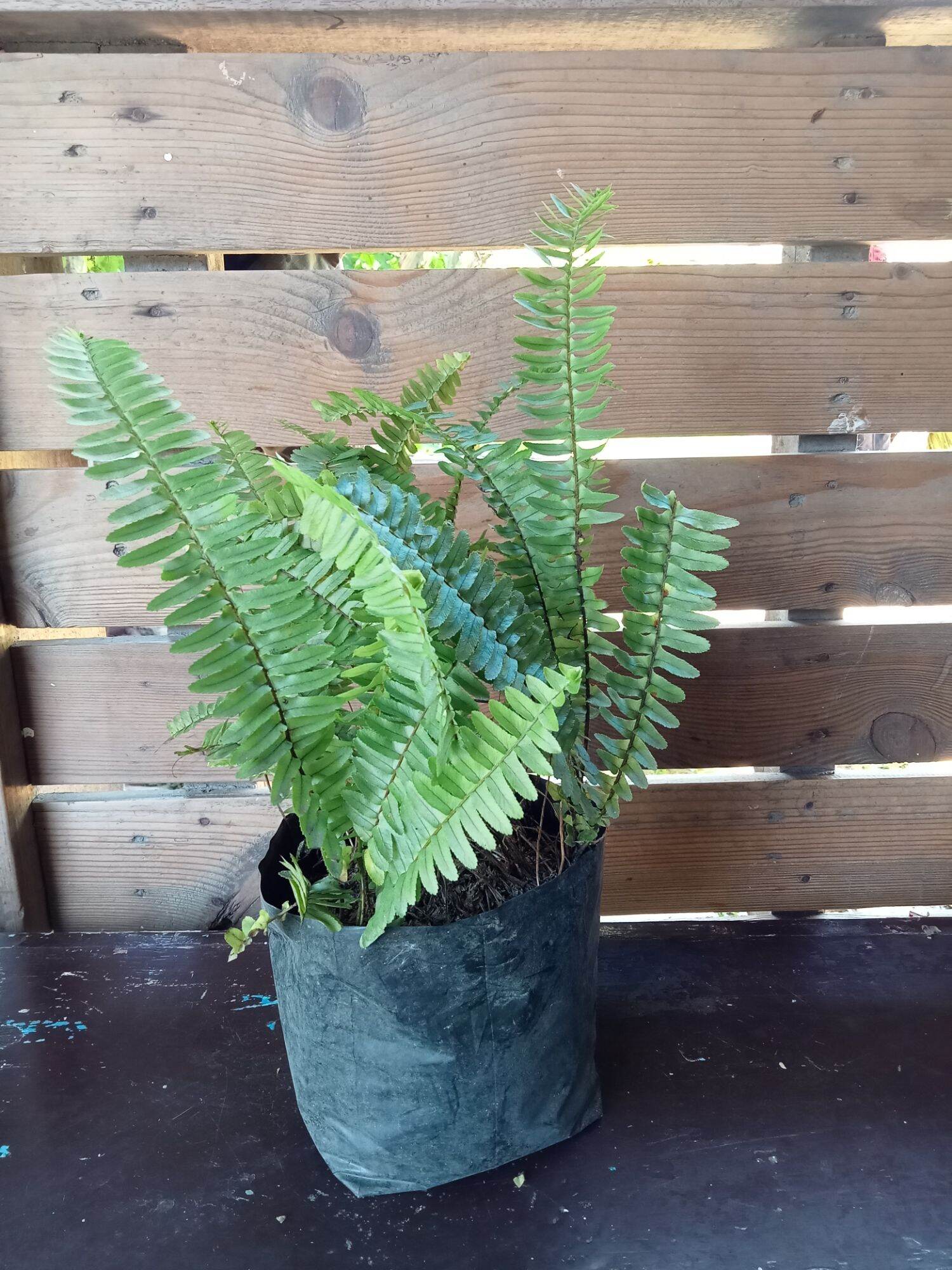 Boston fern / Paco Live plant | Lazada PH